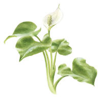 Nr.940 Missne (Calla palustris) Nr.940 Missne (Calla palustris)