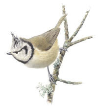 Nr.946 Tofsmes (Parus cristatus) Nr.946 Tofsmes (Parus cristatus)