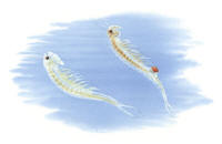 Nr.955 Hällkarsräka (Tanymastix stagnalis) Nr.955 Hällkarsräka (Tanymastix stagnalis)