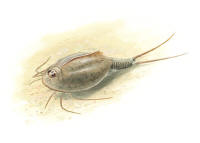 Nr.959 Hästskoräka (Triops cancriformis) Nr.959 Hästskoräka (Triops cancriformis)