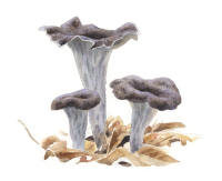 Nr.961 Svart trumpetsvamp (Craterellus cornucopioides) Nr.961 Svart trumpetsvamp (Craterellus cornucopioides)