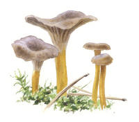 Nr.962 Trattkantarell (Craterellus tubaeformis) Nr.962 Trattkantarell (Craterellus tubaeformis)