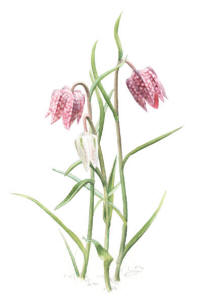 Nr.964 Kungsängslilja (Fritillaria meleagris) Nr.964 Kungsängslilja (Fritillaria meleagris)