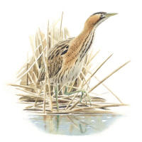 Nr.967 Rördrom (Botaurus stellaris) Nr.967 Rördrom (Botaurus stellaris)