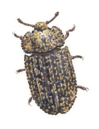 Nr.968 Skrovlig flatbagge (Calitys scabra) Nr.968 Skrovlig flatbagge (Calitys scabra)