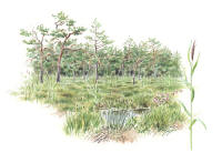 Nr.972 Edskärret Nr.972 Edskärret
