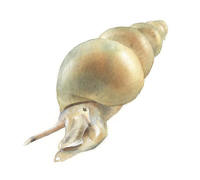 Nr.975 Stor tusensnäcka (Hydrobia ulvae) Nr.975 Stor tusensnäcka (Hydrobia ulvae)