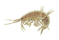 Nr.976 Tångmärla (Gammarus locusta) Nr.976 Tångmärla (Gammarus locusta)