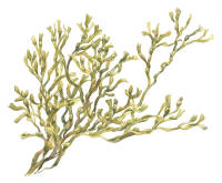 Nr.978 Blåstång (Fucus vesiculosus) Nr.978 Blåstång (Fucus vesiculosus)