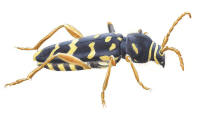 Nr.991 Smalbandad ekbarkbock (Plagionotus arcuatus) Nr.991 Smalbandad ekbarkbock (Plagionotus arcuatus)