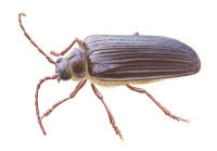 Nr.995 Raggbock (Tragosoma depsarium) Nr.995 Raggbock (Tragosoma depsarium)
