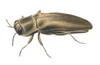 Nr.996 Askpraktbagge (Agrilus convexicollis) Nr.996 Askpraktbagge (Agrilus convexicollis)