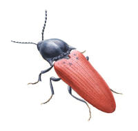 Nr.997 Barkrödrock (Ampedus cinnabarinus) Nr.997 Barkrödrock (Ampedus cinnabarinus)