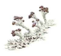 Nr.998 Dvärgbägarlav (Cladonia parasitica) Nr.998 Dvärgbägarlav (Cladonia parasitica)